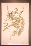 Dryopteris filix-mas 'Linearis Polydactyla' RCPGdnHerbarium (221).JPG